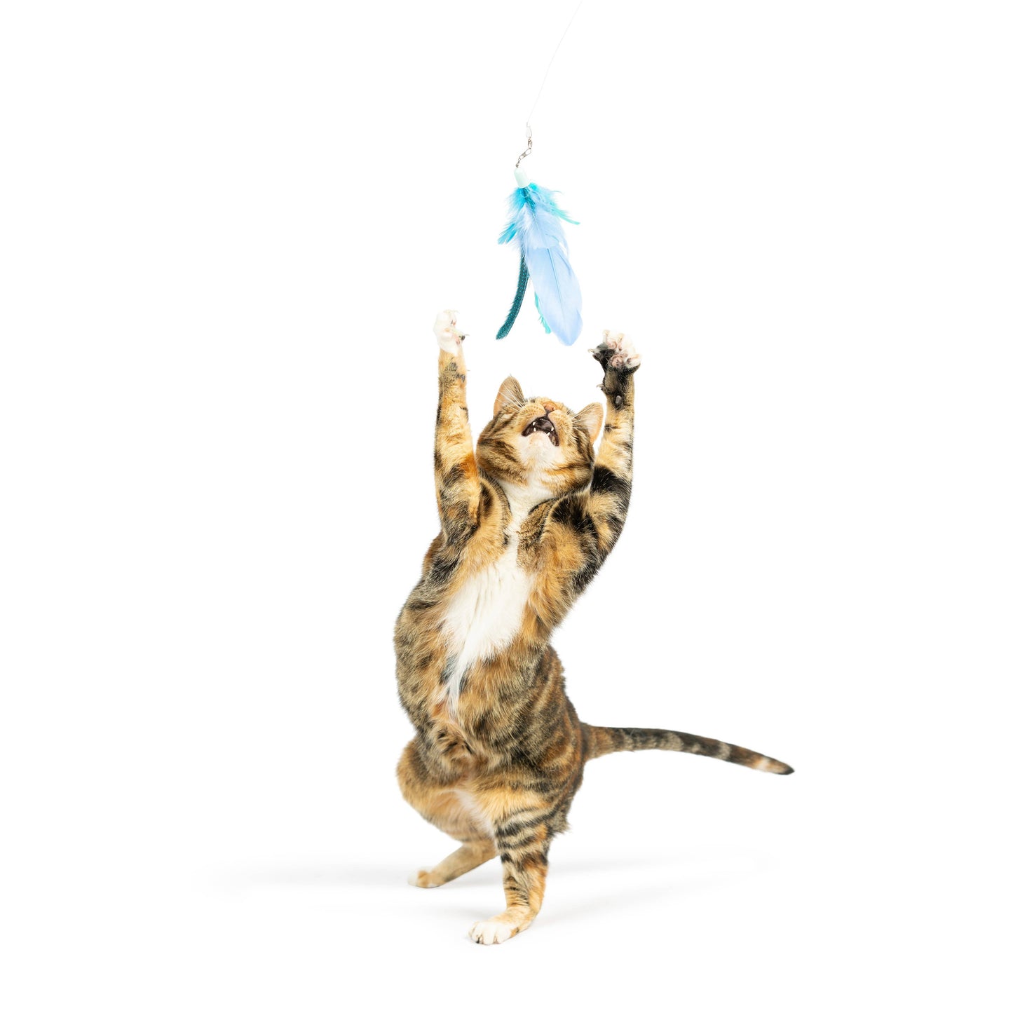A playful cat leaps to catch a blue feather teaser attached to a wand, showcasing an interactive toy.
