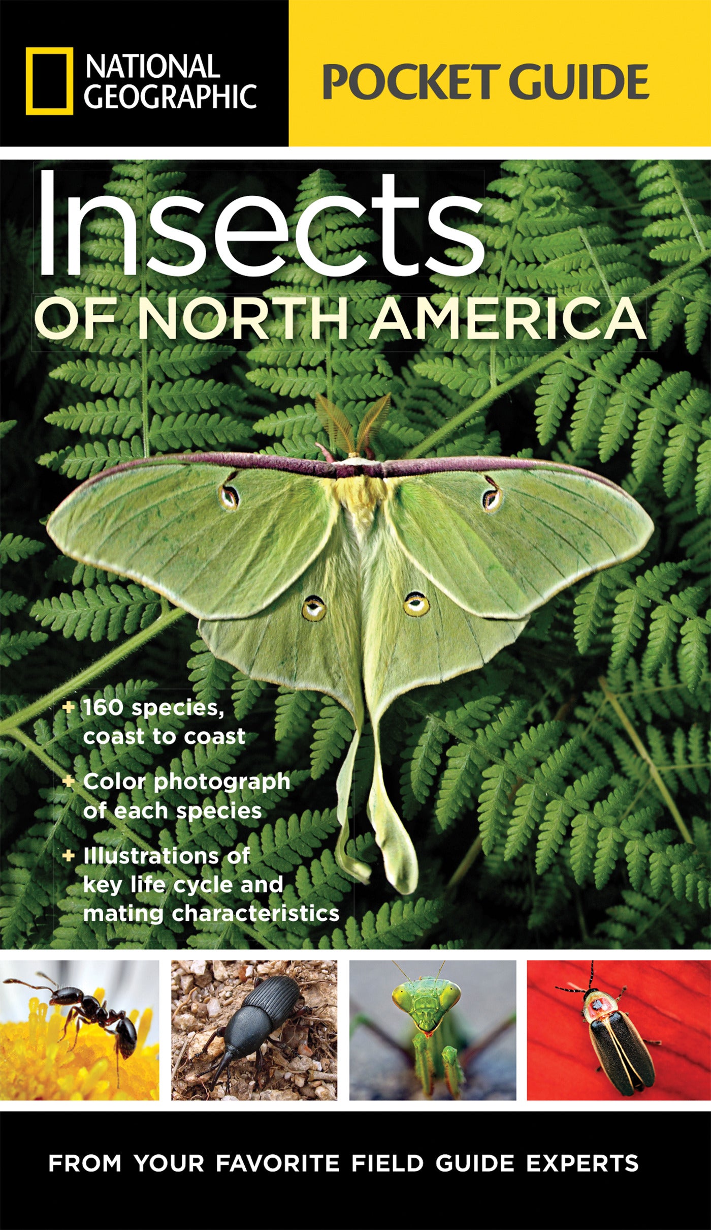 Pocket-sized insect guide with a green moth on the cover and insect photos