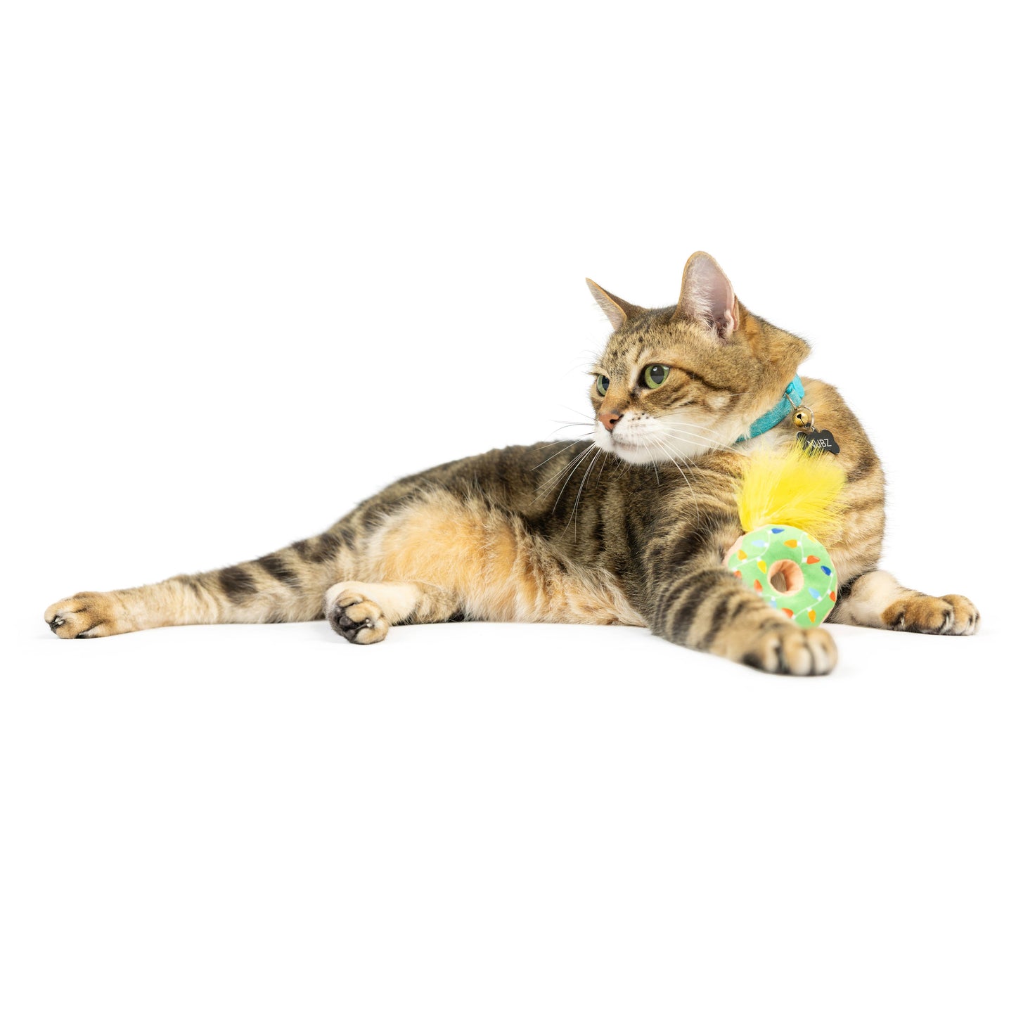 A donut-shaped cat toy with colorful lights and a yellow feather attached, resting on a resting tabby cat.