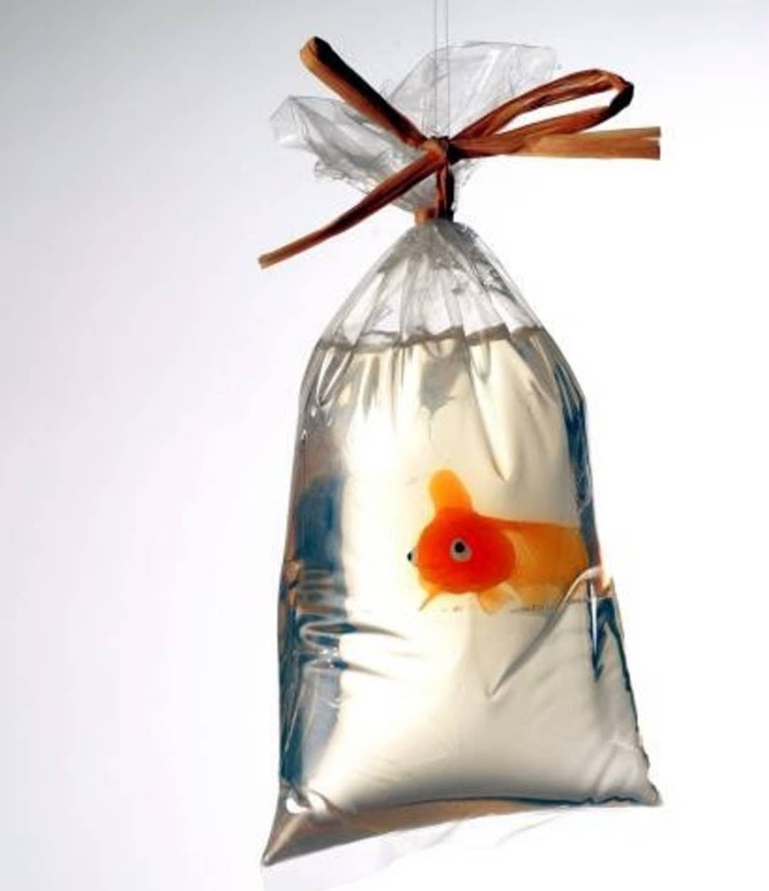 Soap bar shaped like a goldfish, packaged in a clear bag with a brown ribbon.