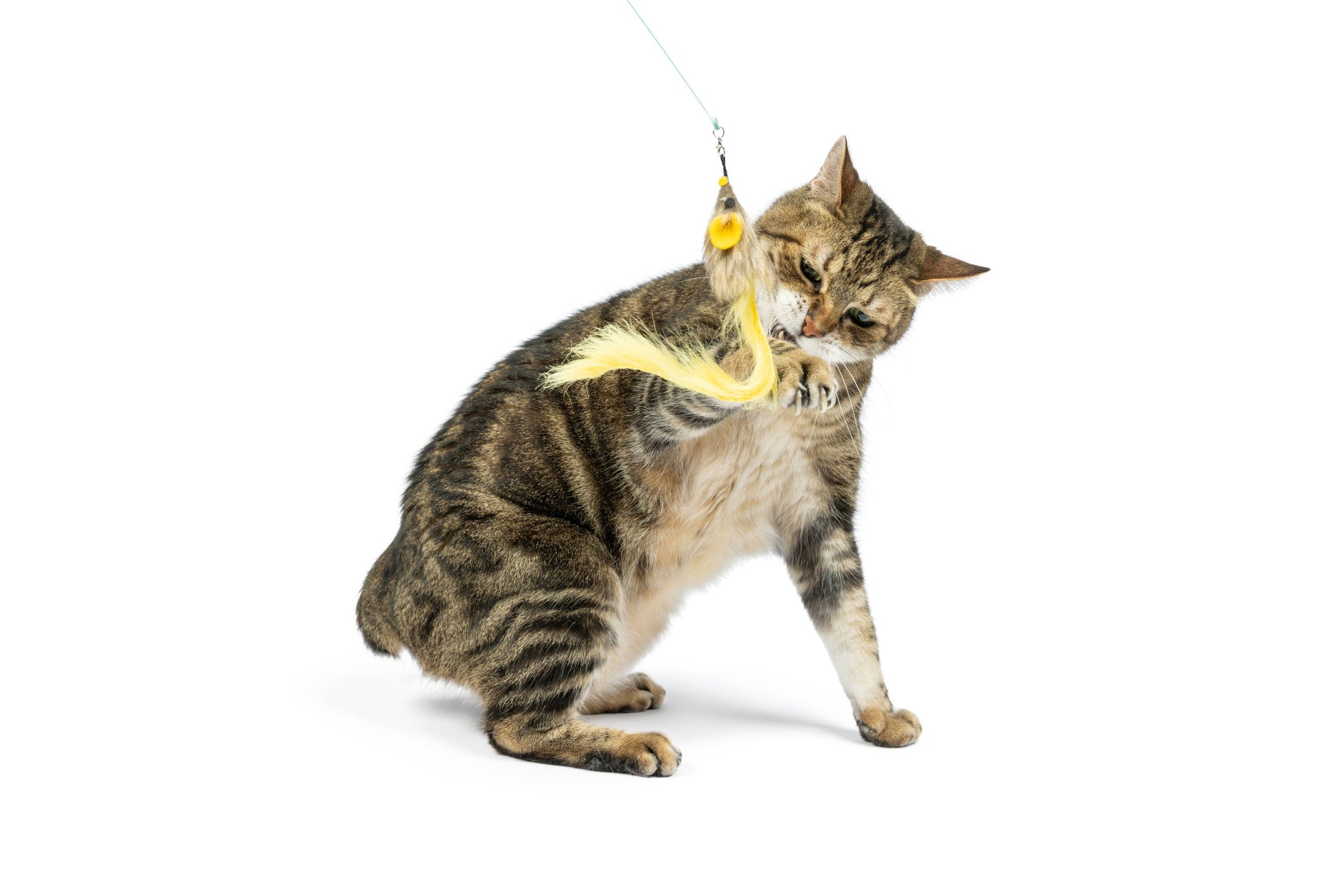 A playful cat batting at a yellow, fluffy wire dragonfly and mouse wand toy, perfect for interactive playtime.