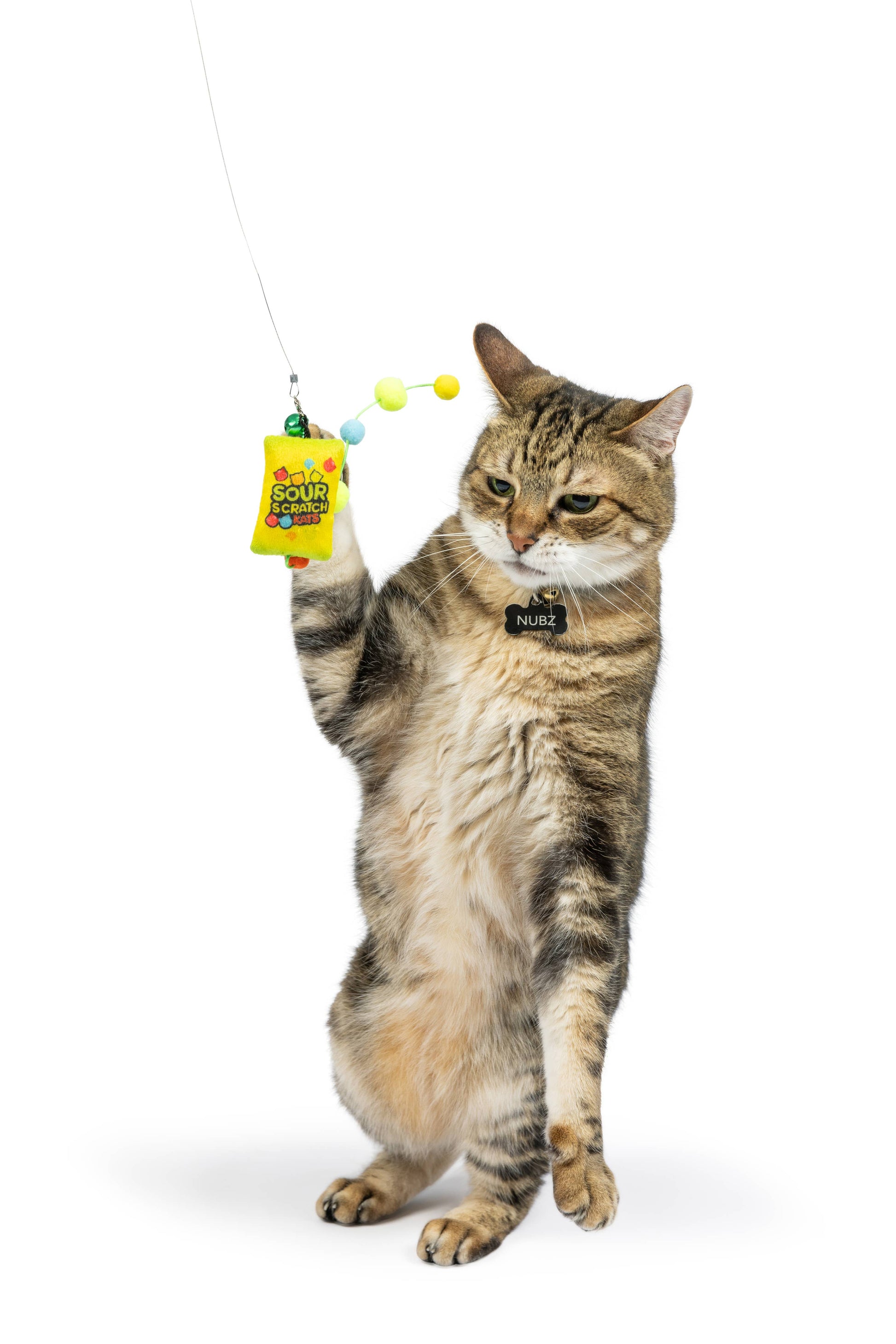 A playful cat holds a yellow feather wand toy with colorful bobbles, a bell, and crinkle texture, perfect for feline fun.