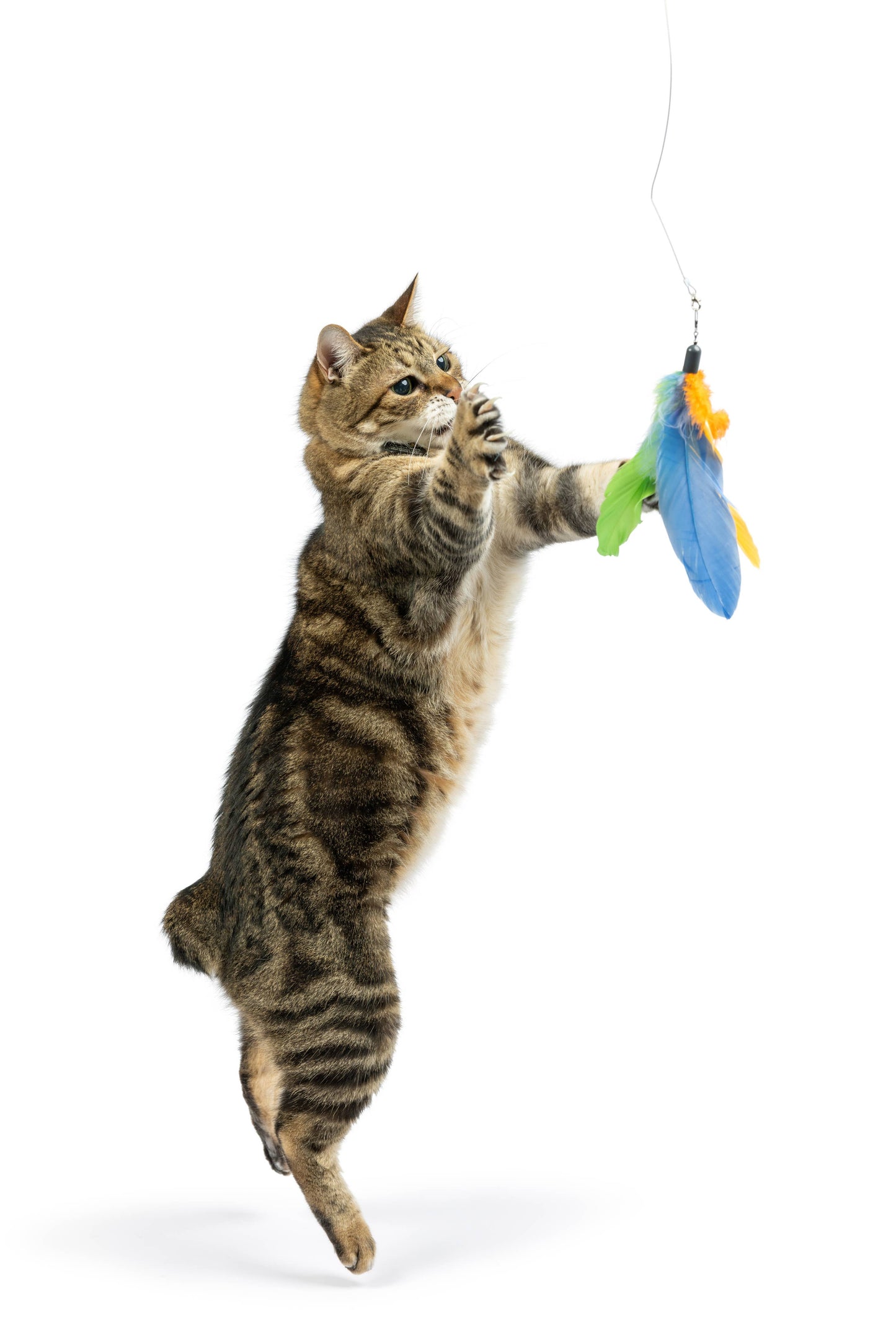 Multicolored feather cat wand toy with bell and crinkle, attached to a wand.