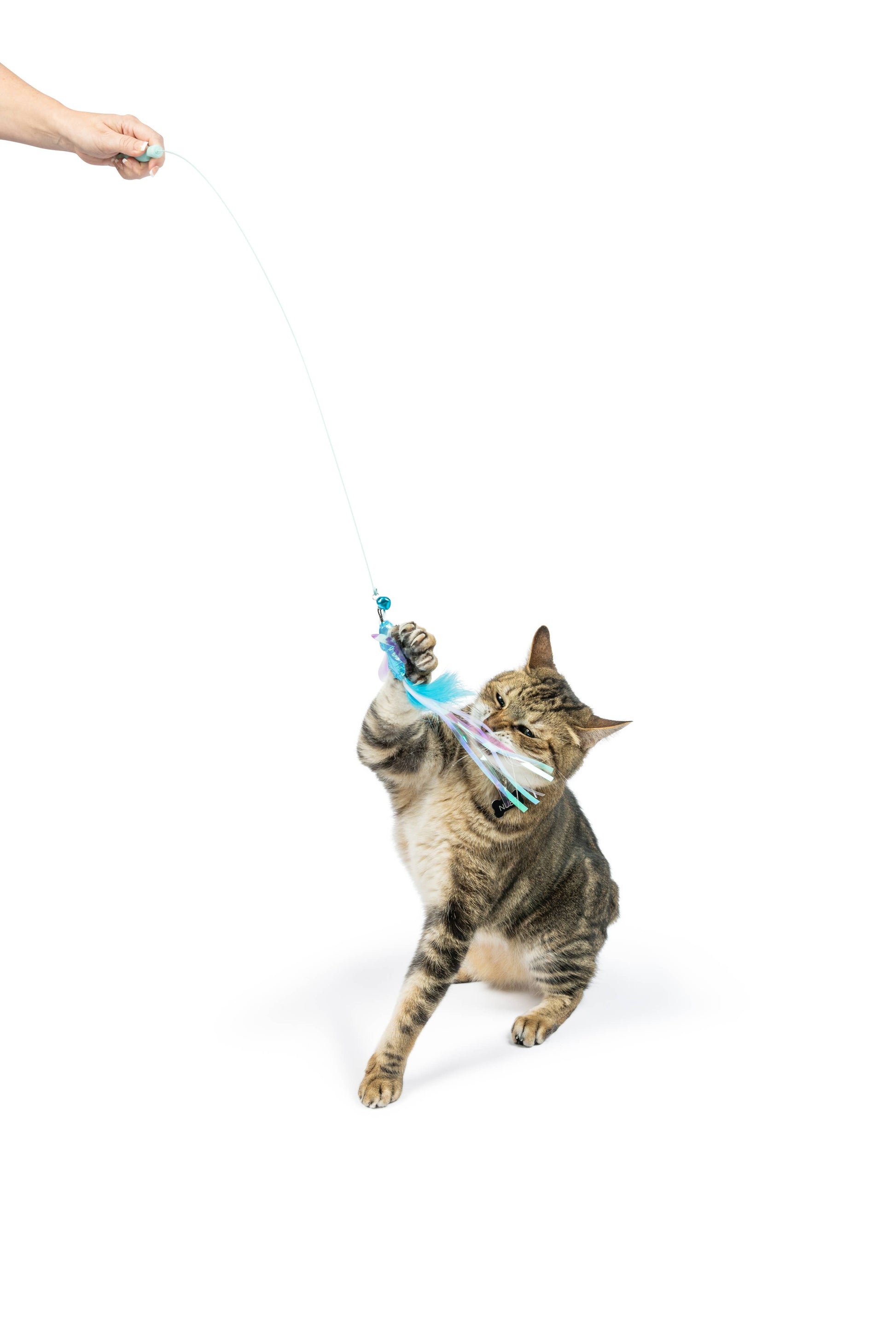 A wire cat toy with blue and white feathers and a mouse, engaging a tabby cat in interactive play.