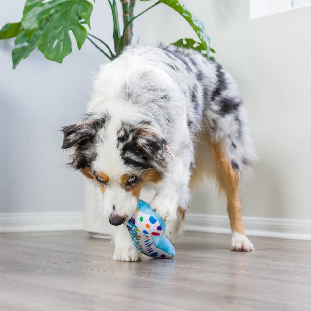 Plush blue bone dog toy with colorful polka dots and "It's My Barkday" text, being played with by a dog.