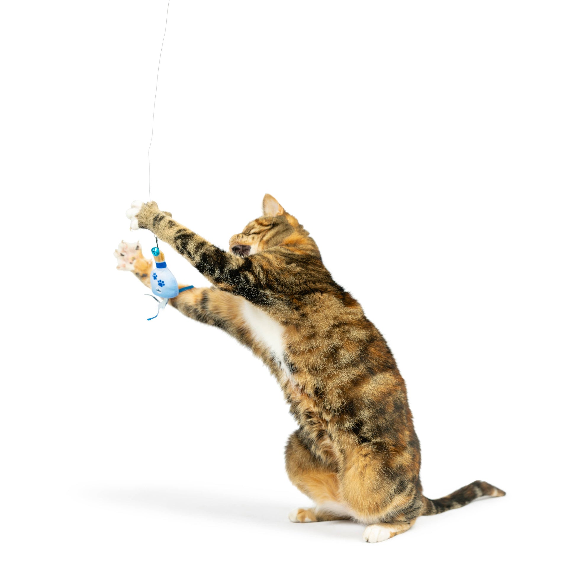 A playful cat swats at a blue feather teaser toy attached to a wand, engaging in interactive fun.