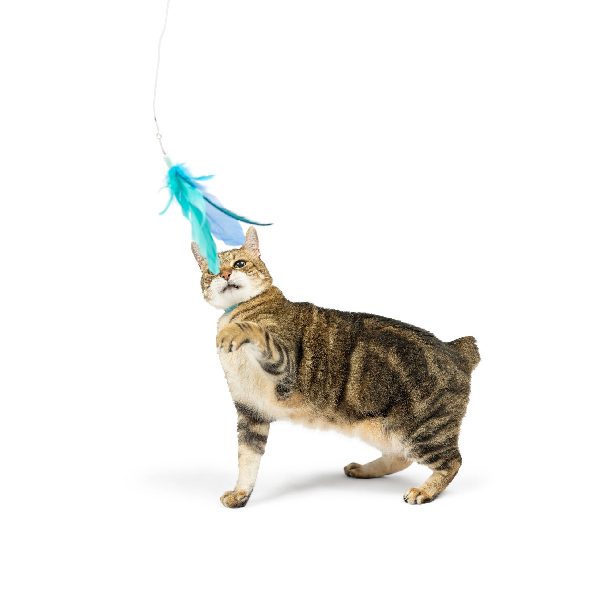 A playful cat swats at a blue feather teaser attached to a wand, showcasing a fun and engaging toy.