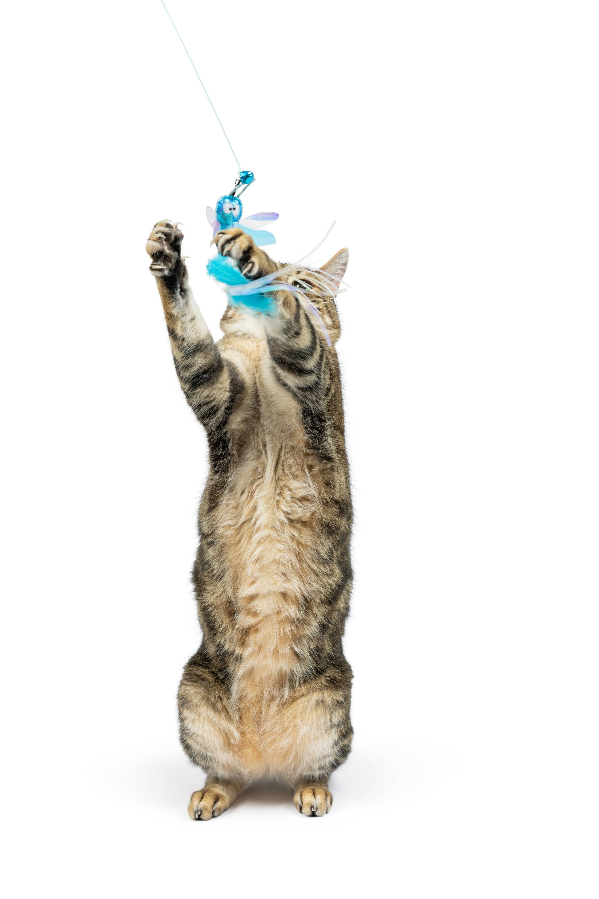 A gray tabby cat batting at a blue wire dragonfly and mouse wand toy with colorful feathers.