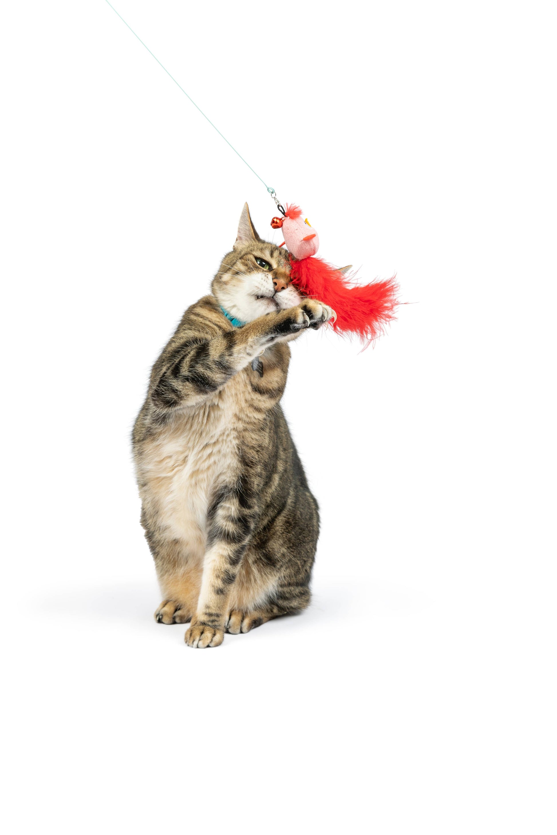 A playful cat batting at a red crinkle feather toy attached to a wand, perfect for interactive play.