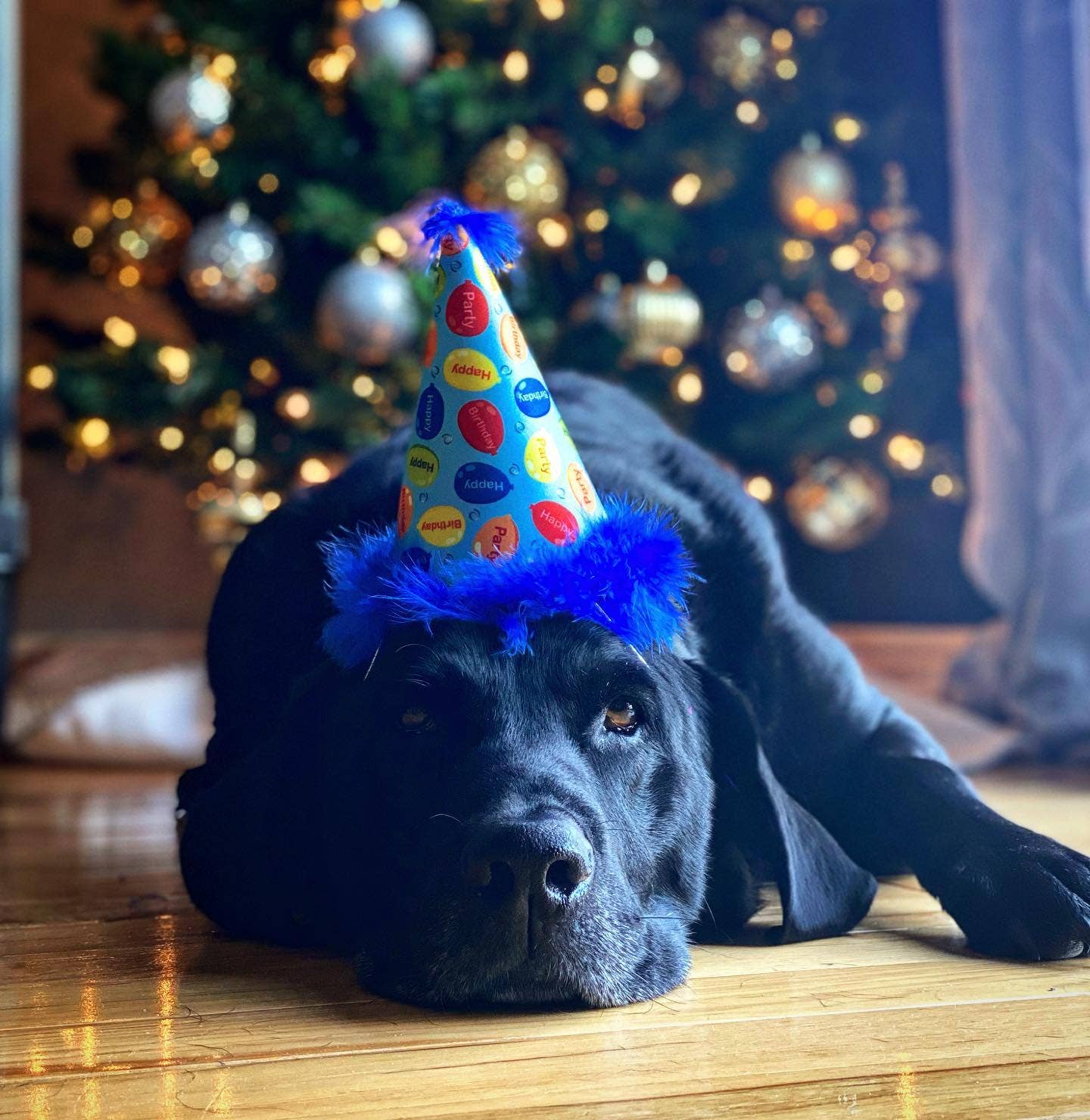 Blue balloon-print pet birthday hat with fluffy blue feather trim and snug fit.
