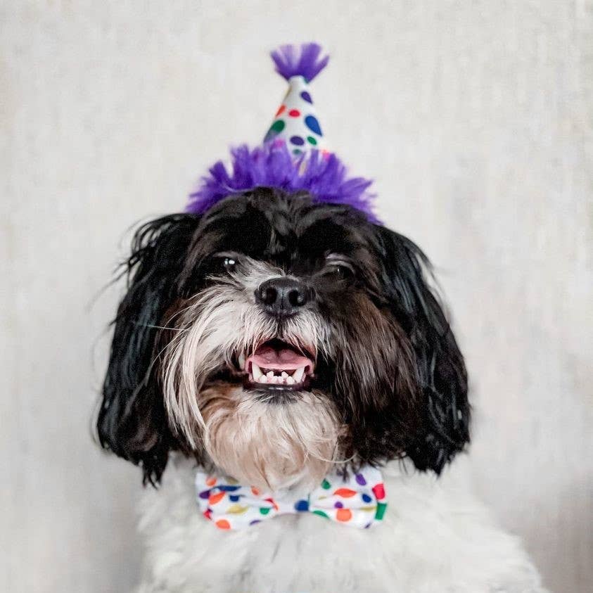 Dog wearing a colorful polka dot party hat with purple feathers and a matching bowtie.