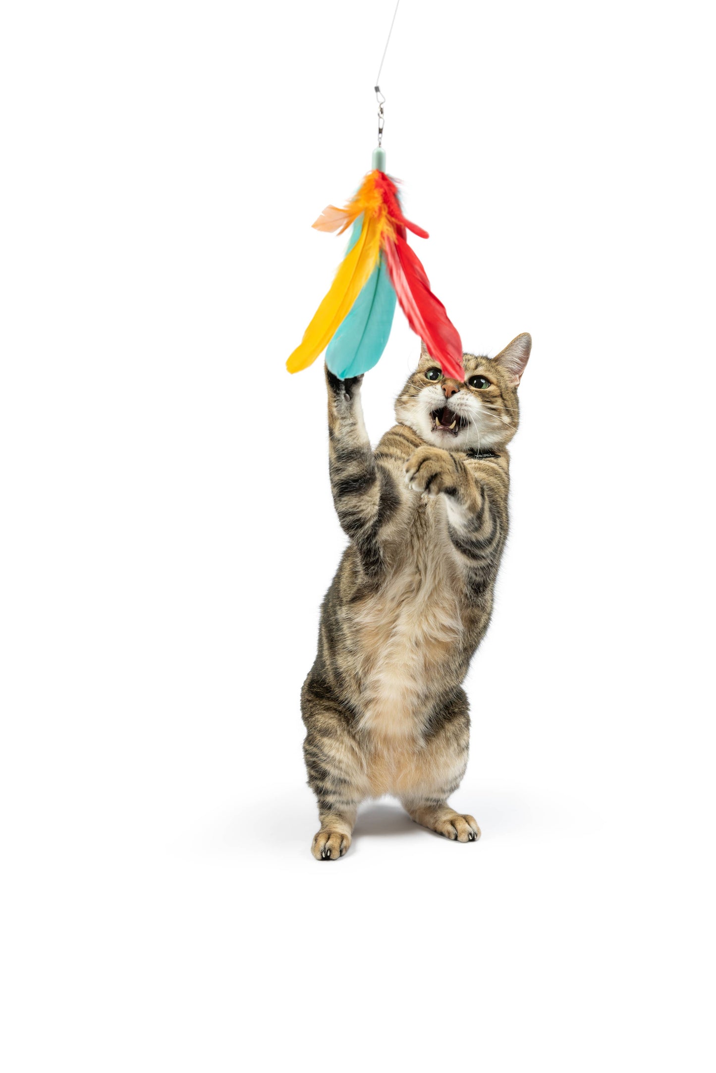 Interactive cat wand toy with colorful feathers and plush treatos hanging, engaging a playful cat.