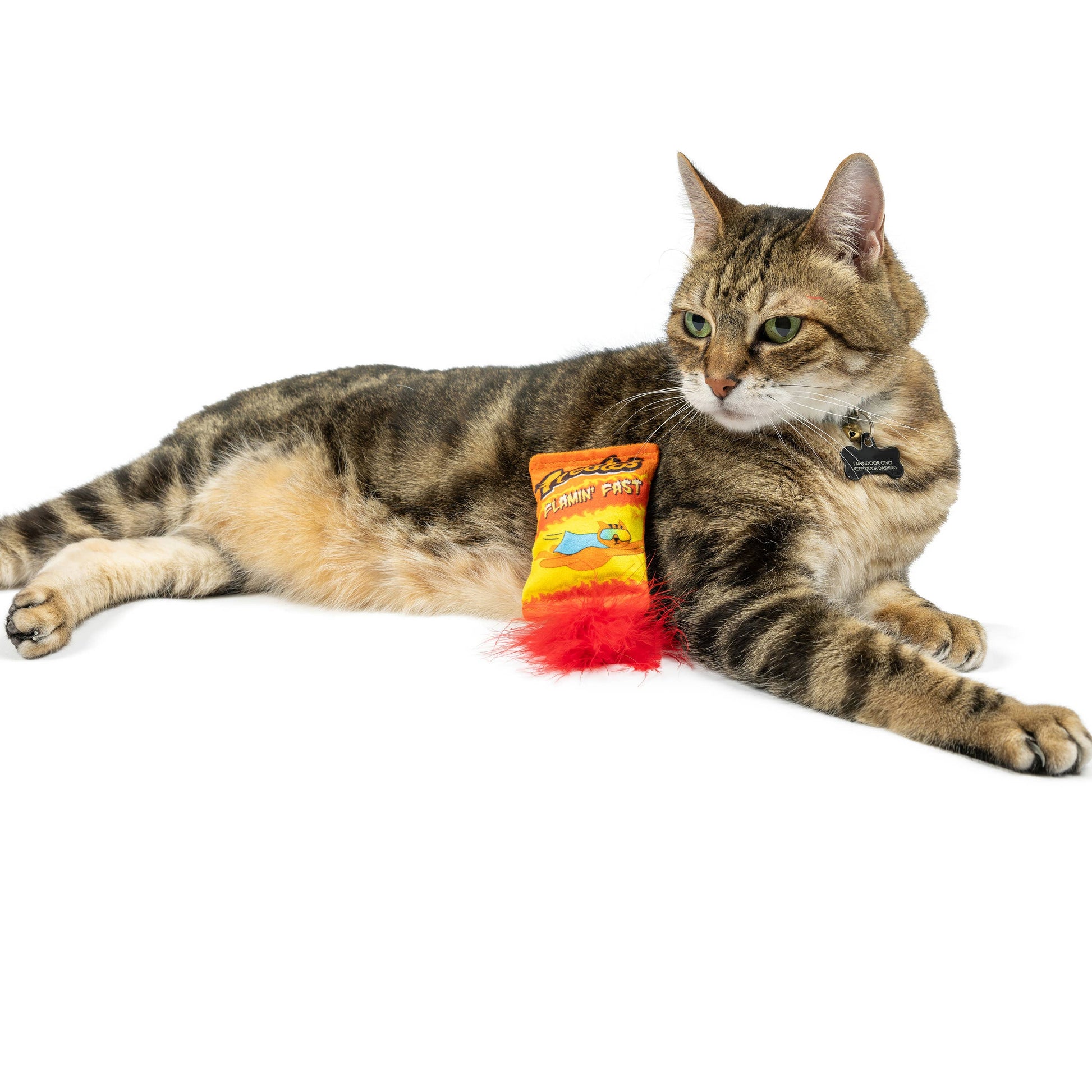 A striped cat lies beside a colorful, fabric Flamin' Fast cat toy with a red feather tail.
