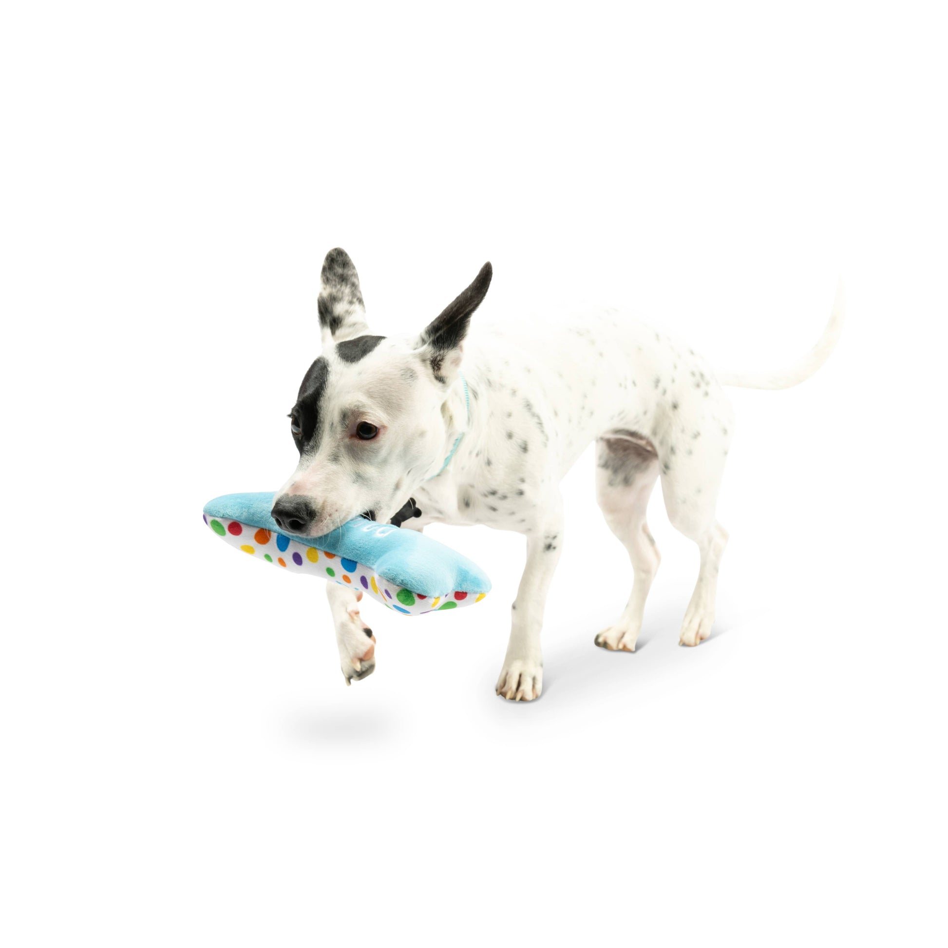 Plush blue bone dog toy with colorful polka dots and "It's My Barkday" text, held in a dog's mouth.