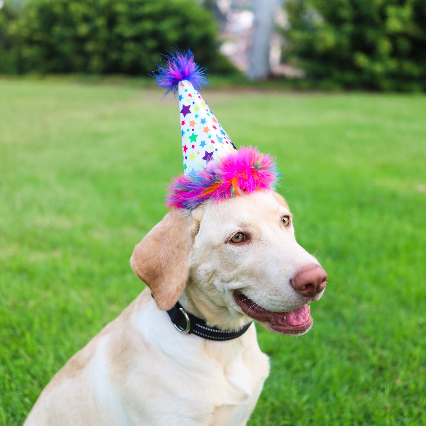 Dog wearing a colorful birthday party hat with rainbow stars and fuzzy pom-poms.