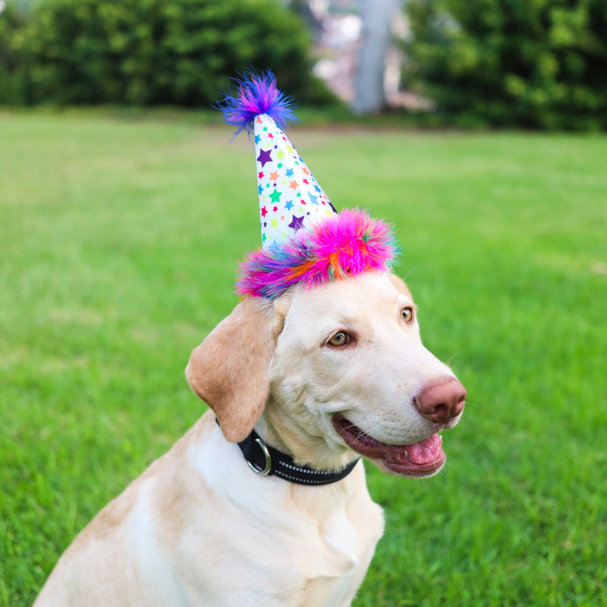 Dog wearing a colorful birthday party hat with rainbow stars and fuzzy pom-poms.