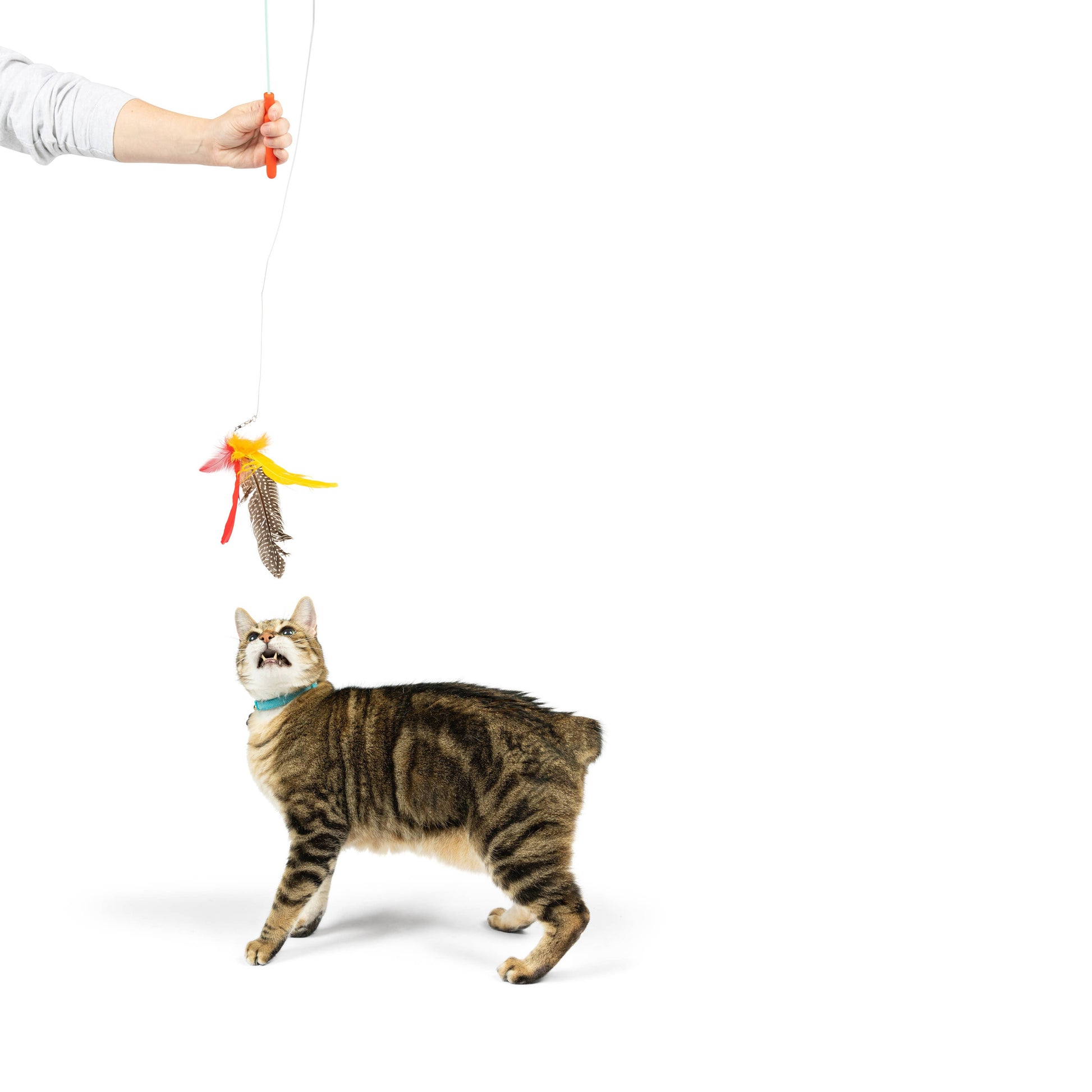 Interactive cat wand with red and yellow feathers dangling above a cat, attached to a handle held above.