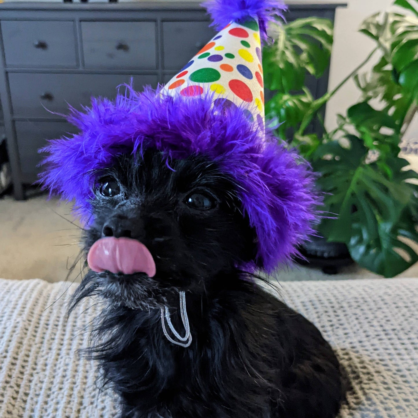 Dog wearing a colorful polka dot party hat with purple feather rim.