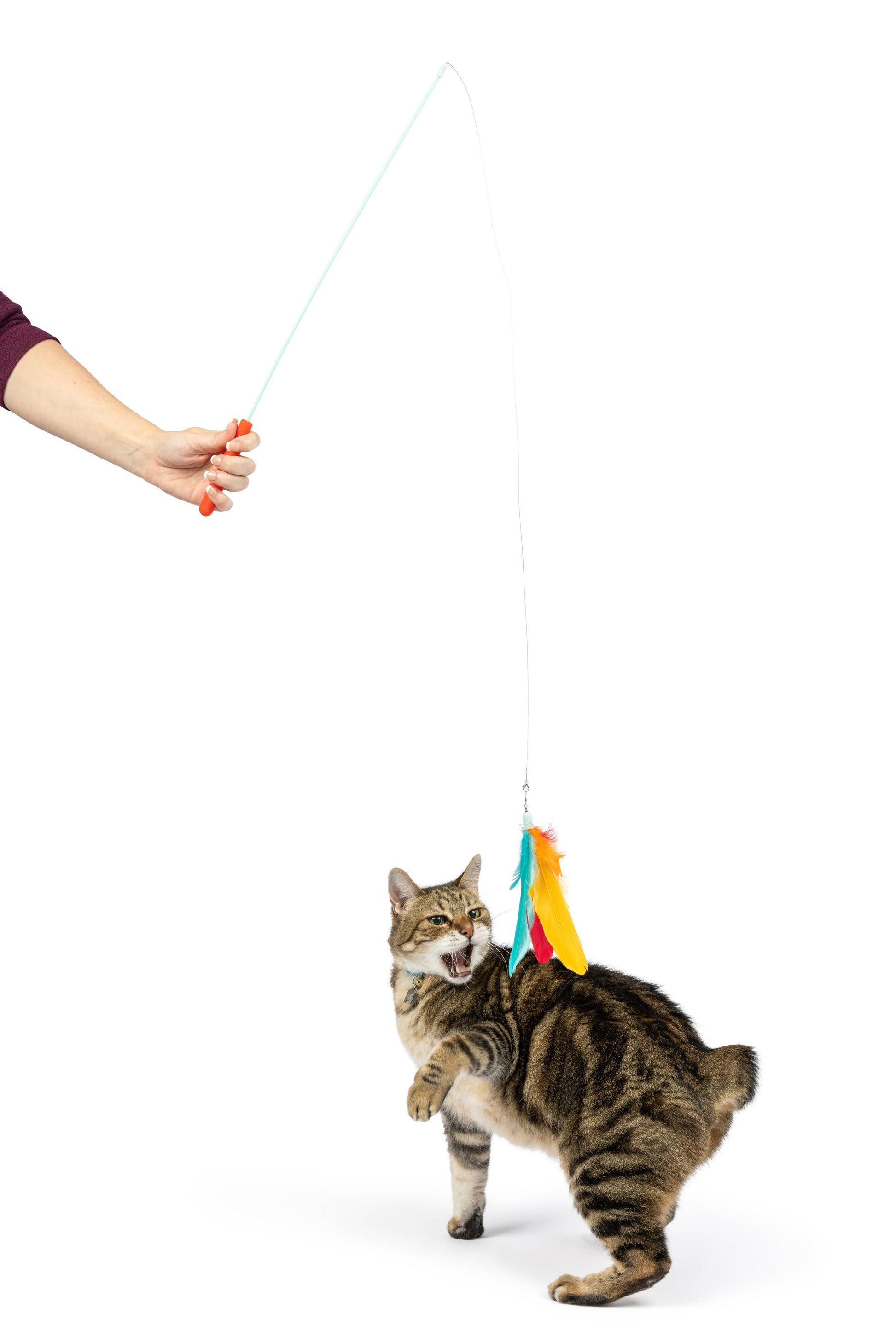Interactive cat wand toy with colorful feathers and plush treatos, being played with by a cat.