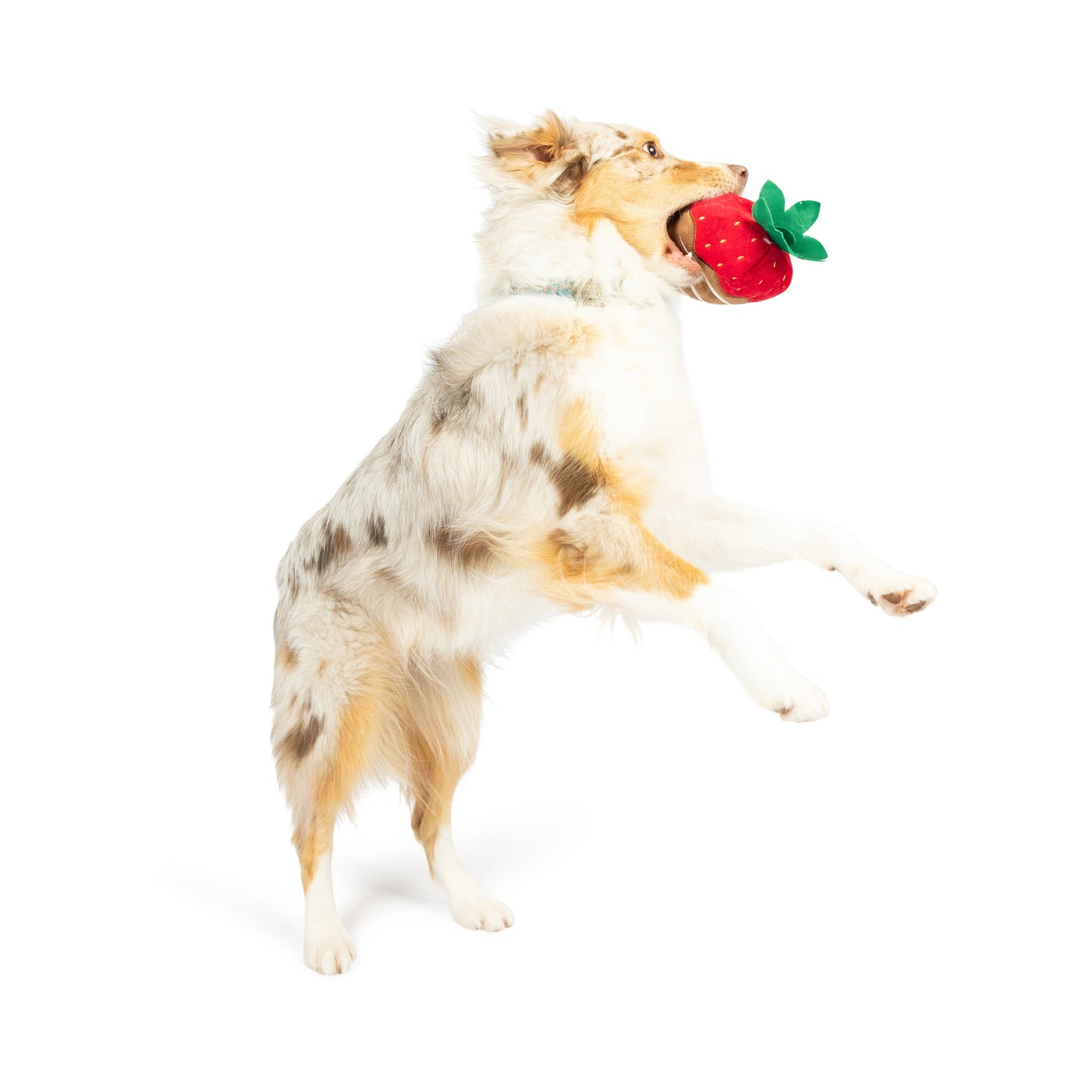 Dog holding a red strawberry-shaped plush toy in its mouth.