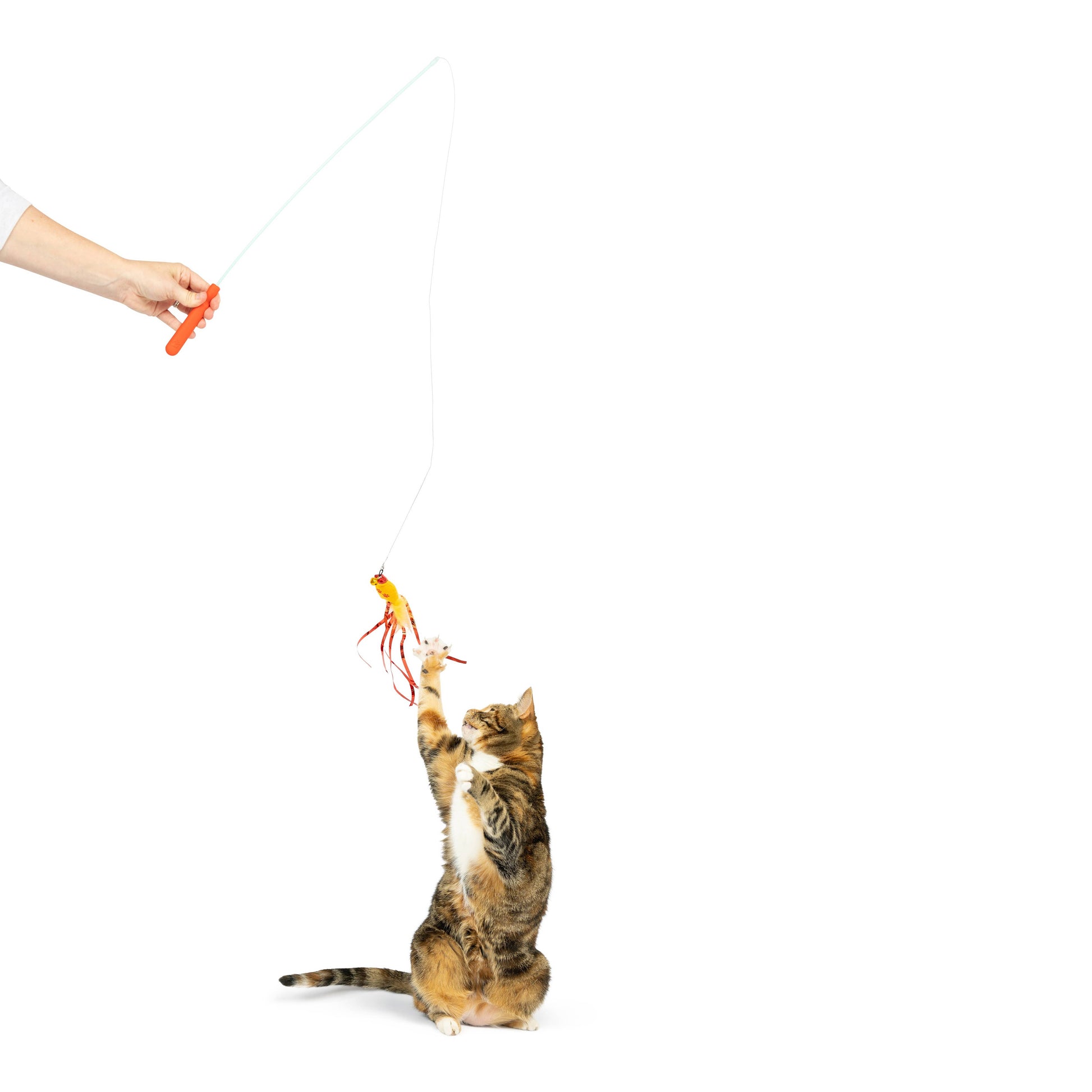 Interactive cat wand with red and yellow feathered plush toy attached, engaging a curious cat.