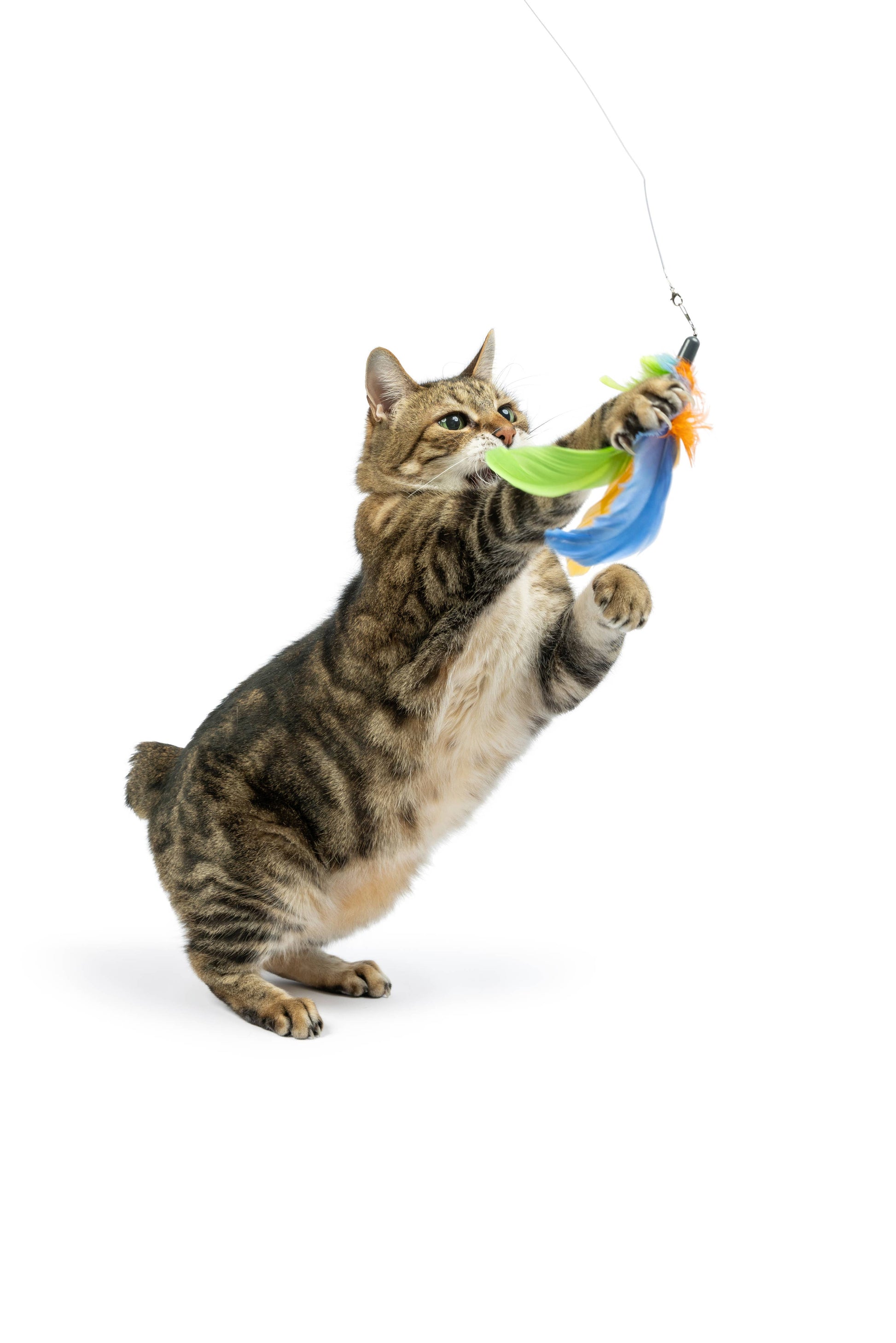 Multicolored feather cat wand toy with bell and crinkle, attached to a wand.