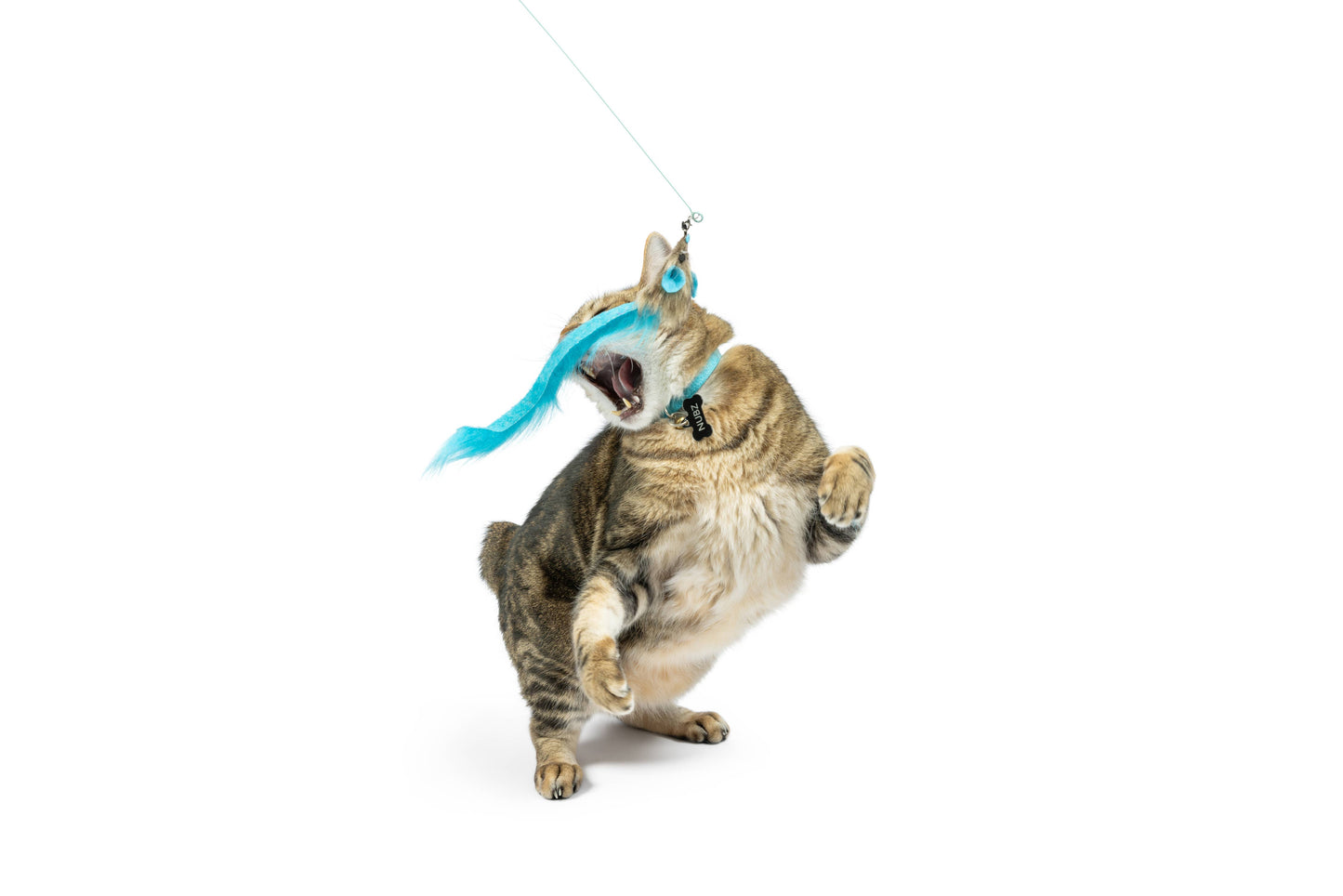 Cat playing with a blue feather cat wand toy attachment.
