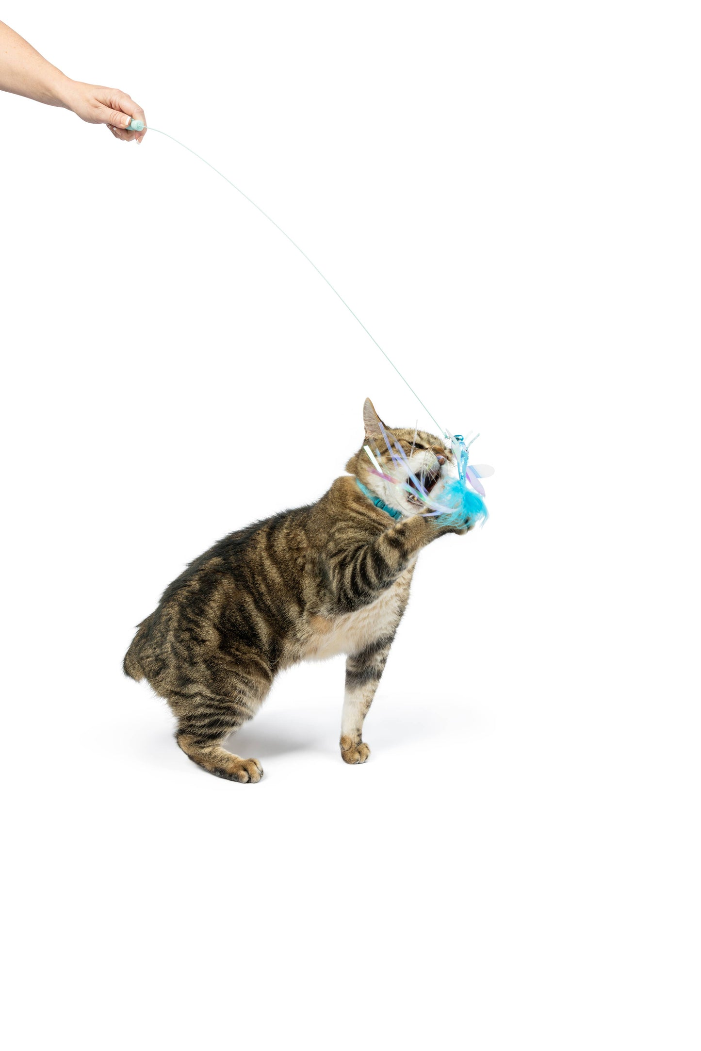 A playful cat batting at a blue wire dragonfly and mouse wand toy attached to a string.