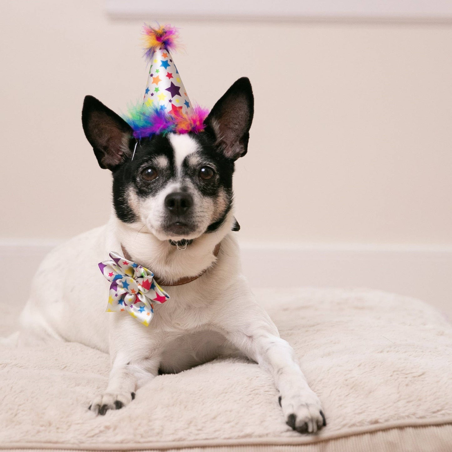 Dog wearing a colorful rainbow star party hat with feathered trim, paired with a matching bow collar.