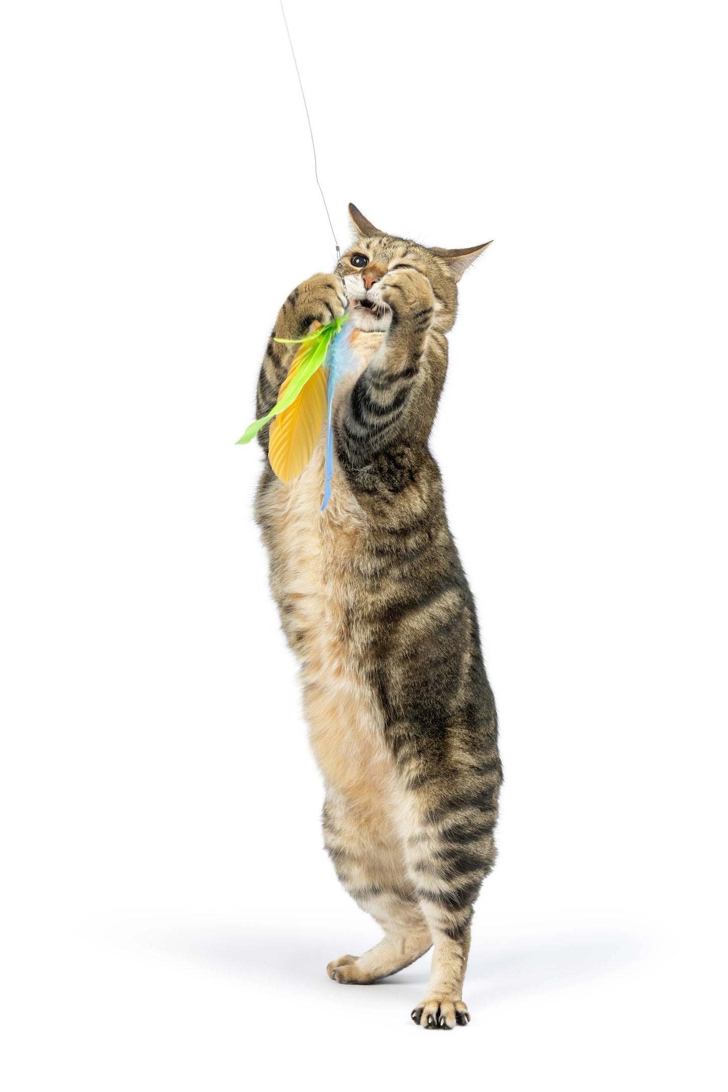 A playful cat batting at a multicolored feather toy attached to a wand, complete with a crinkle texture and a small bell.