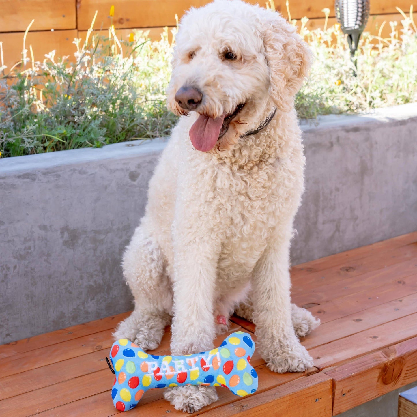 Bone-shaped dog toy with colorful balloon print in party blue, resting beside a fluffy white dog.