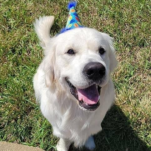 A white dog wearing a blue pet party hat with a colorful balloon print and a snug fit.