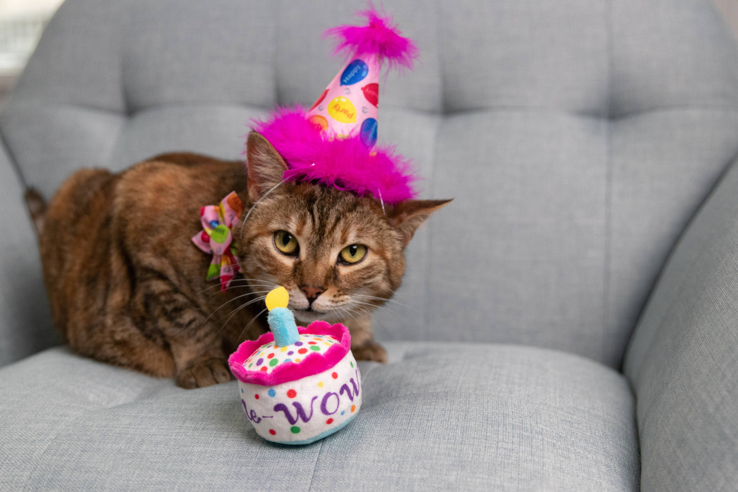Brown cat wearing a pink party hat with a birthday cake-shaped, polka-dotted plush toy nearby.