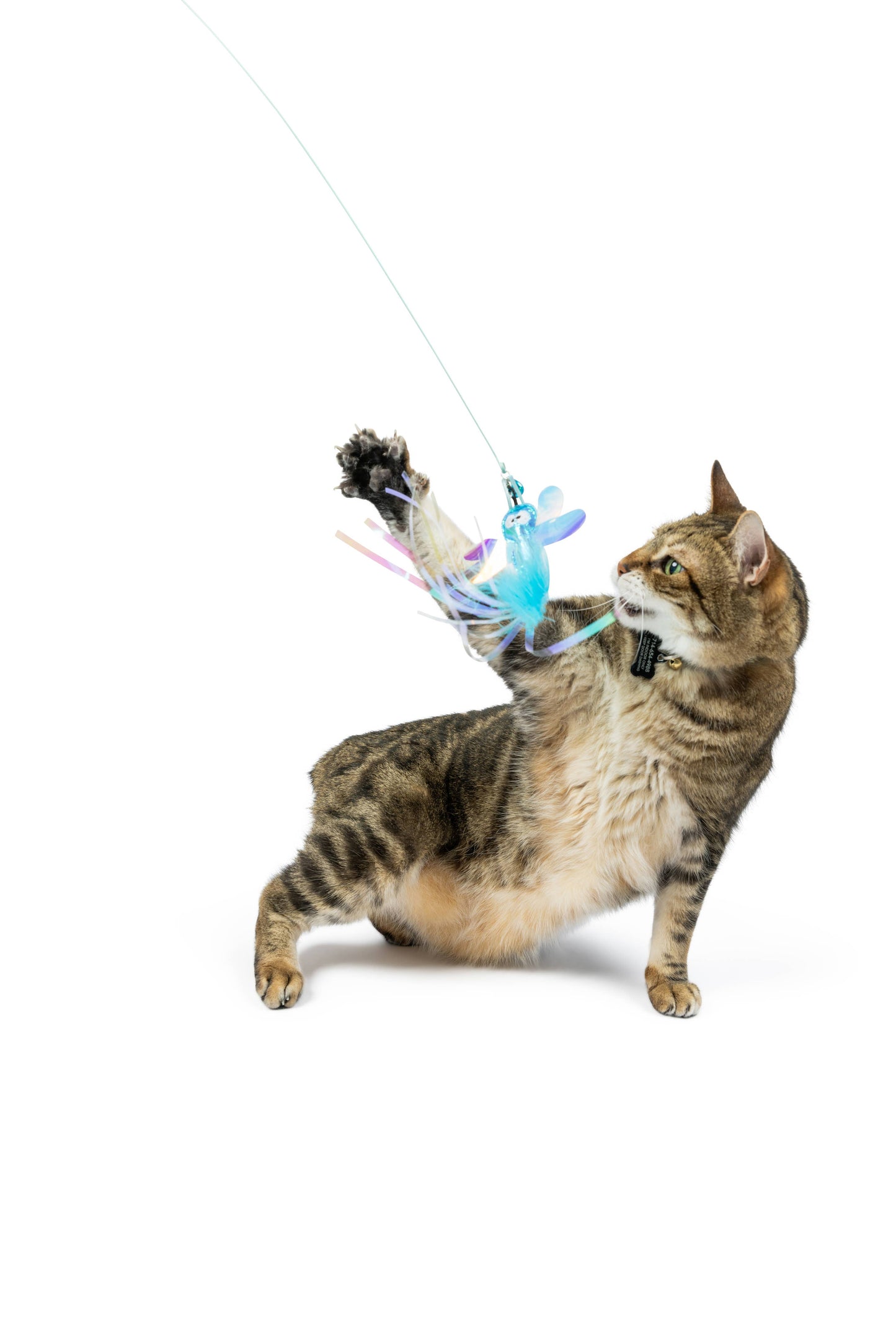 A playful cat swats at a colorful wire dragonfly and mouse wand toy, perfect for interactive play.