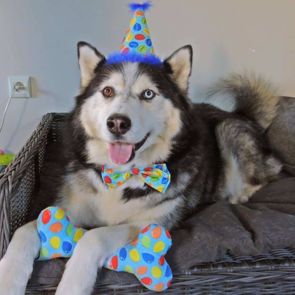 Dog wearing a blue polka dot party hat and bow tie, holding a matching bone-shaped toy.
