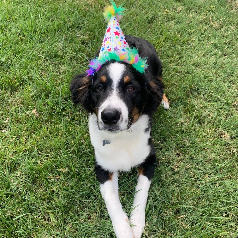 Dog wearing a colorful birthday party hat with rainbow stars and feather trim.
