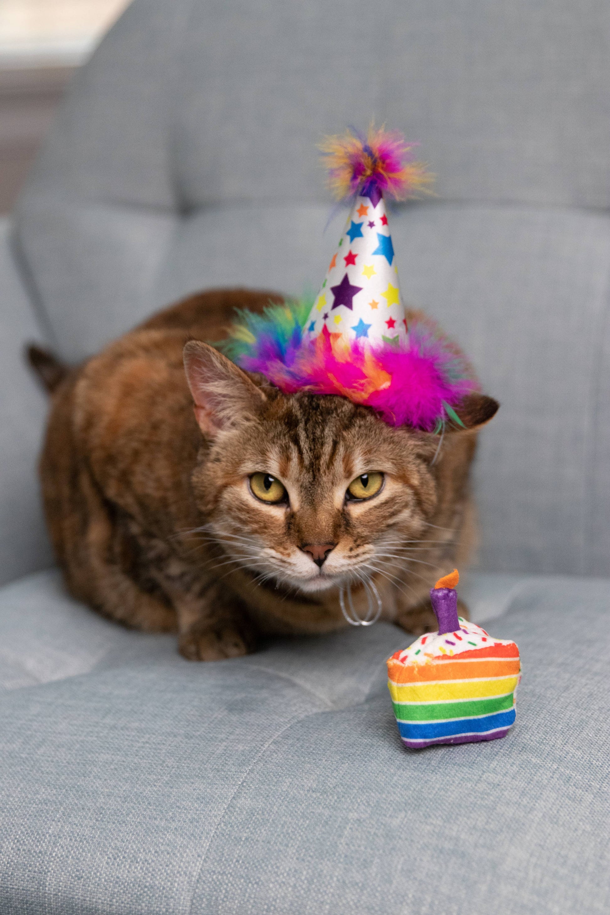 Colorful rainbow-striped funfetti cake cat toy with a purple candle, perfect for birthdays or Christmas.